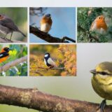バードウォッチングの野鳥図鑑をフォトブックで自作する