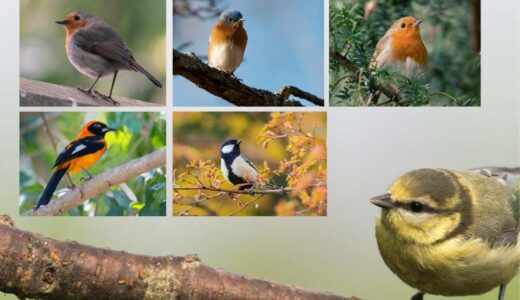 バードウォッチングの野鳥図鑑をフォトブックで自作する！